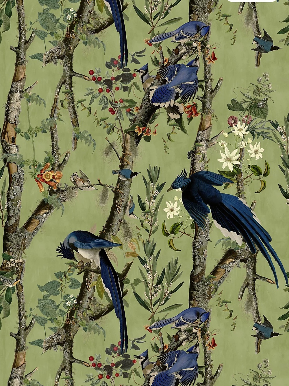 New Anthropologie MINDTHEGAP Birds of Danube Bird Wallpaper Mural